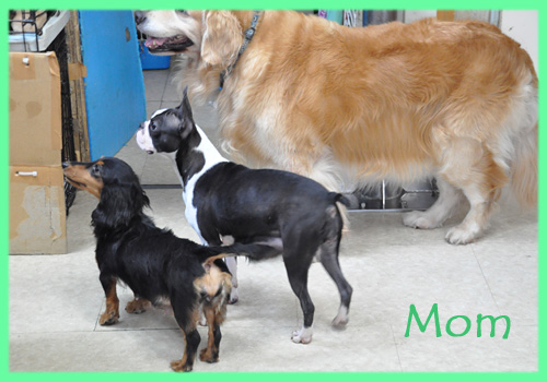 ボストンテリア　母犬　子犬販売の専門店　AngelWan　横浜