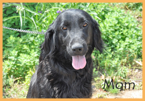 フラットコーテッドレトリバー　母犬　子犬販売の専門店　AngelWan　横浜