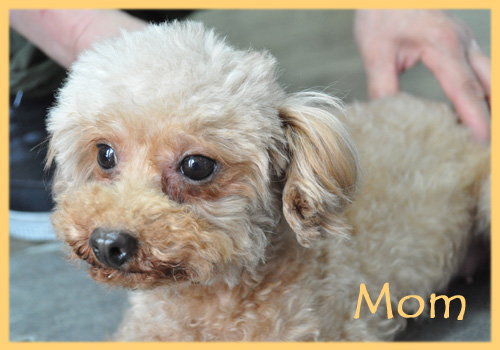 トイプードル　母犬　子犬販売の専門店　AngelWan　横浜