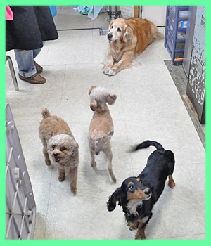 トイプードル　母犬　子犬販売の専門店　AngelWan　横浜