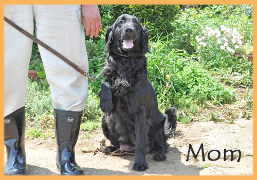 フラットコーテッドレトリバー　母犬　子犬販売の専門店　AngelWan　横浜