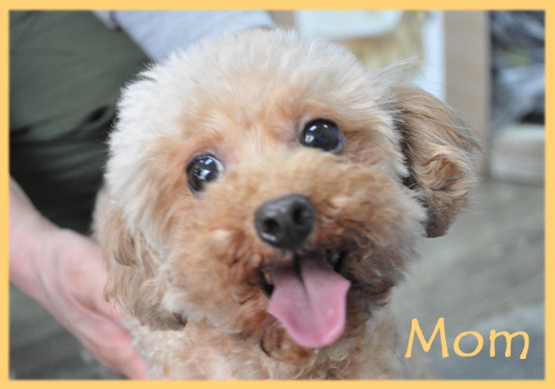 トイプードル　母犬　子犬販売の専門店　AngelWan　横浜