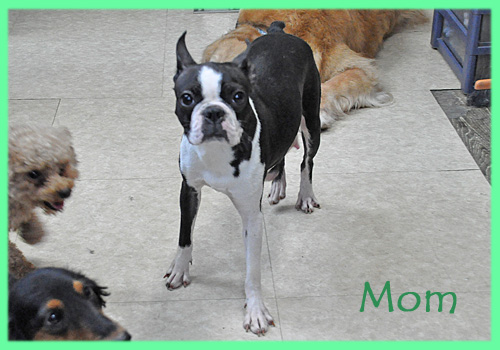 ボストンテリア　母犬　子犬販売の専門店　AngelWan　横浜