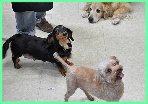 トイプードル　母犬　子犬販売の専門店　AngelWan　横浜