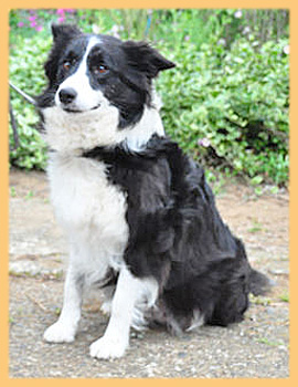 ボーダーコリー　父犬　子犬販売の専門店　AngelWan　横浜