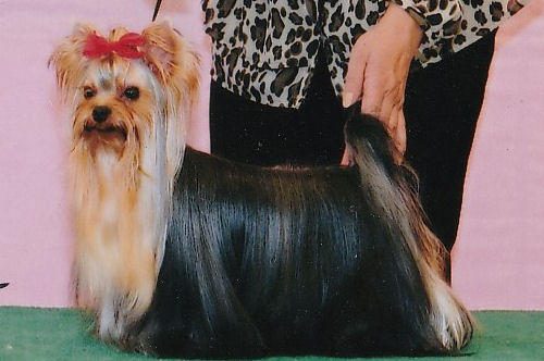 ヨークシャーテリア ブリーダー 子犬販売の専門店 AngelWan