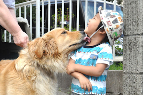子犬販売の専門店 AngelWan ゴールデンレトリバー