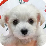 ミックス　チワプー　メス　子犬販売の専門店　AngelWan　横浜