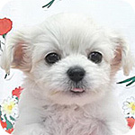 ミックス　チワプー　メス　子犬販売の専門店　AngelWan　横浜