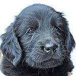 フラットコーテッドレトリバー　ブラック　メス　子犬販売の専門店　AngelWan　横浜