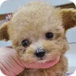 トイプードル　アプリコット　メス　子犬販売の専門店　AngelWan　横浜