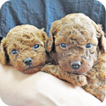 トイプードル　レッド　オス　子犬販売の専門店　AngelWan　横浜