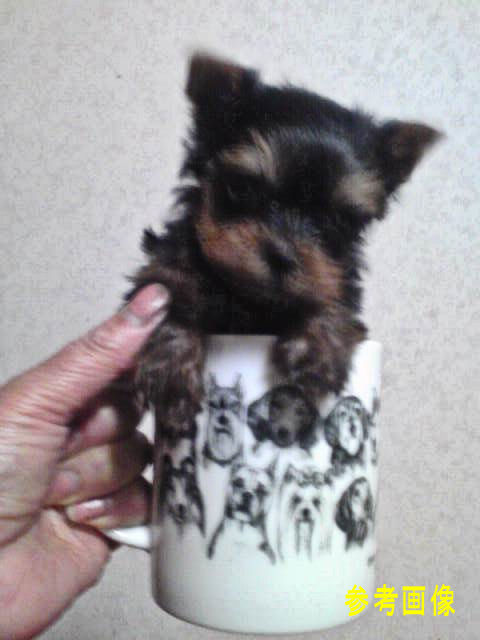 小っちゃい　ヨーキー　子犬