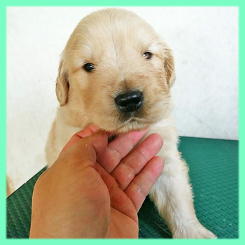 ゴールデンレトリバー　子犬販売の専門店　AngelWan　横浜