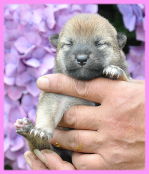 柴犬　赤　メス　子犬販売の専門店　AngelWan　横浜