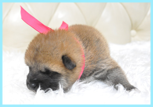 柴犬 赤 オス 子犬販売の専門店 AngelWan 横浜