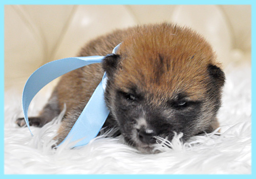 柴犬　赤　オス　子犬販売の専門店　AngelWan　横浜