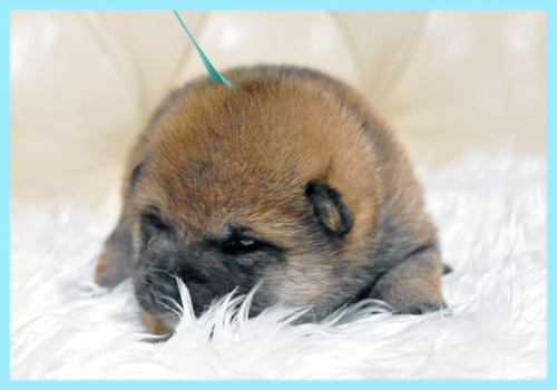 柴犬　赤　オス　子犬販売の専門店　AngelWan　横浜