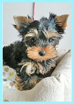 ヨークシャテリア オス 子犬販売の専門店 AngelWan 横浜