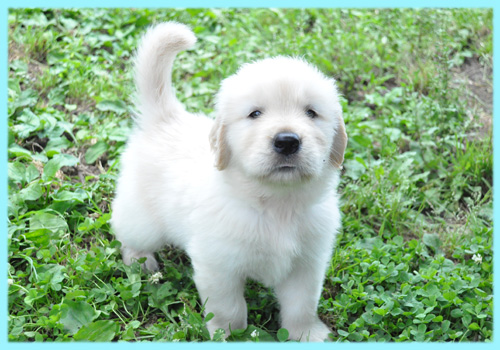 ゴールデンレトリバー　子犬販売の専門店　AngelWan　横浜