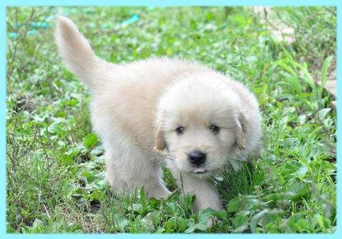 ゴールデンレトリバー 子犬販売の専門店 AngelWan 横浜