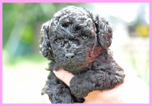 トイプードル ブラック メス 子犬販売の専門店 AngelWan 横浜