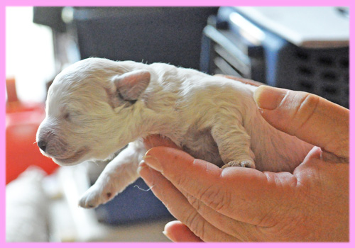 トイプードル ホワイト メス 子犬販売の専門店 AngelWan 横浜