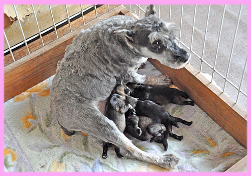 ミニチュアシュナウザー　メス　子犬販売の専門店　AngelWan　横浜