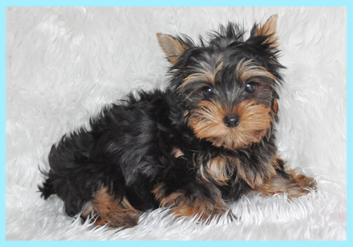 ヨークシャテリア　オス　子犬販売の専門店　AngelWan　横浜