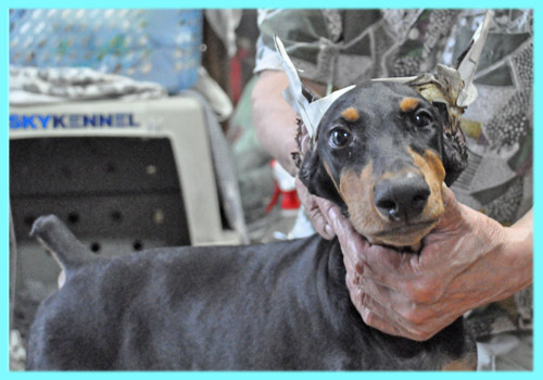 ドーベルマン　オス　ブラックタン　子犬販売の専門店　AngelWan　横浜