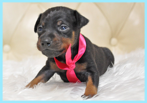 ミニチュアピンシャー　オス　子犬販売の専門店　AngelWan　横浜