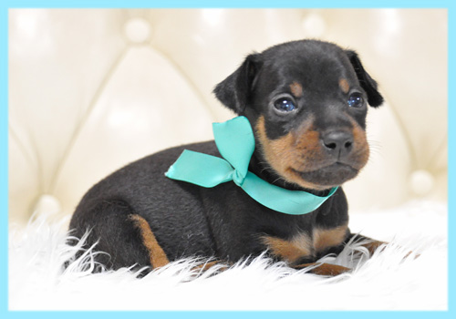 ミニチュアピンシャー オス 子犬販売の専門店 AngelWan 横浜