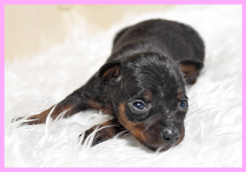 ミニチュアピンシャー　メス　子犬販売の専門店　AngelWan　横浜