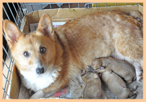 ミックス　コーギー　ミニチュアピンシャー　子犬販売の専門店　AngelWan　横浜