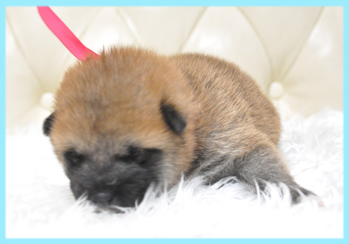 柴犬 赤 オス 子犬販売の専門店 AngelWan 横浜