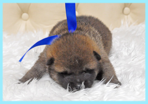 柴犬　赤　オス　子犬販売の専門店　AngelWan　横浜