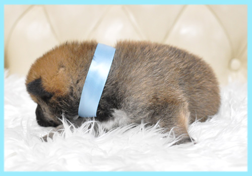 柴犬　赤　オス　子犬販売の専門店　AngelWan　横浜