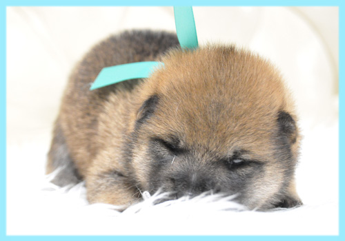 柴犬　赤　オス　子犬販売の専門店　AngelWan　横浜