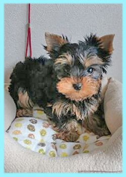 ヨークシャテリア オス 子犬販売の専門店 AngelWan 横浜