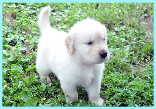 ゴールデンレトリバー　子犬販売の専門店　AngelWan　横浜