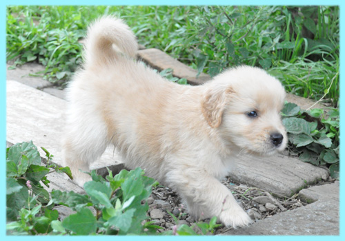 ゴールデンレトリバー 子犬販売の専門店 AngelWan 横浜