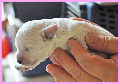 トイプードル ホワイト メス 子犬販売の専門店 AngelWan 横浜