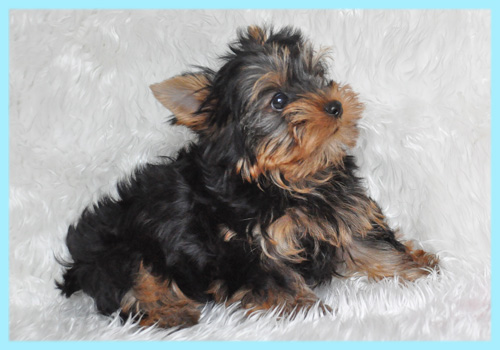 ヨークシャーテリア　オス　子犬販売の専門店　AngelWan　横浜