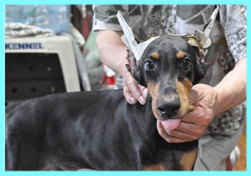 ドーベルマン　オス　ブラックタン　子犬販売の専門店　AngelWan　横浜