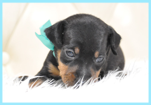 ミニチュアピンシャー オス 子犬販売の専門店 AngelWan 横浜