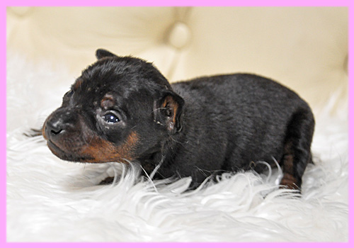 ミニチュアピンシャー　メス　子犬販売の専門店　AngelWan　横浜