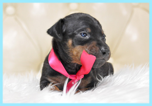 ミニチュアピンシャー オス 子犬販売の専門店 AngelWan 横浜