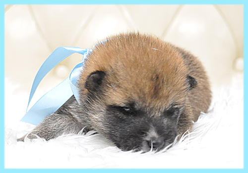 柴犬　赤　オス　子犬販売の専門店　AngelWan　横浜