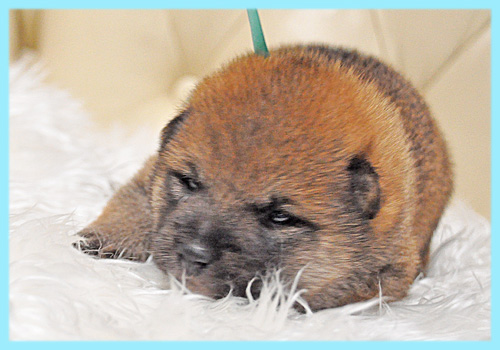 柴犬　赤　オス　子犬販売の専門店　AngelWan　横浜