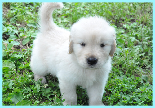 ゴールデンレトリバー　子犬販売の専門店　AngelWan　横浜